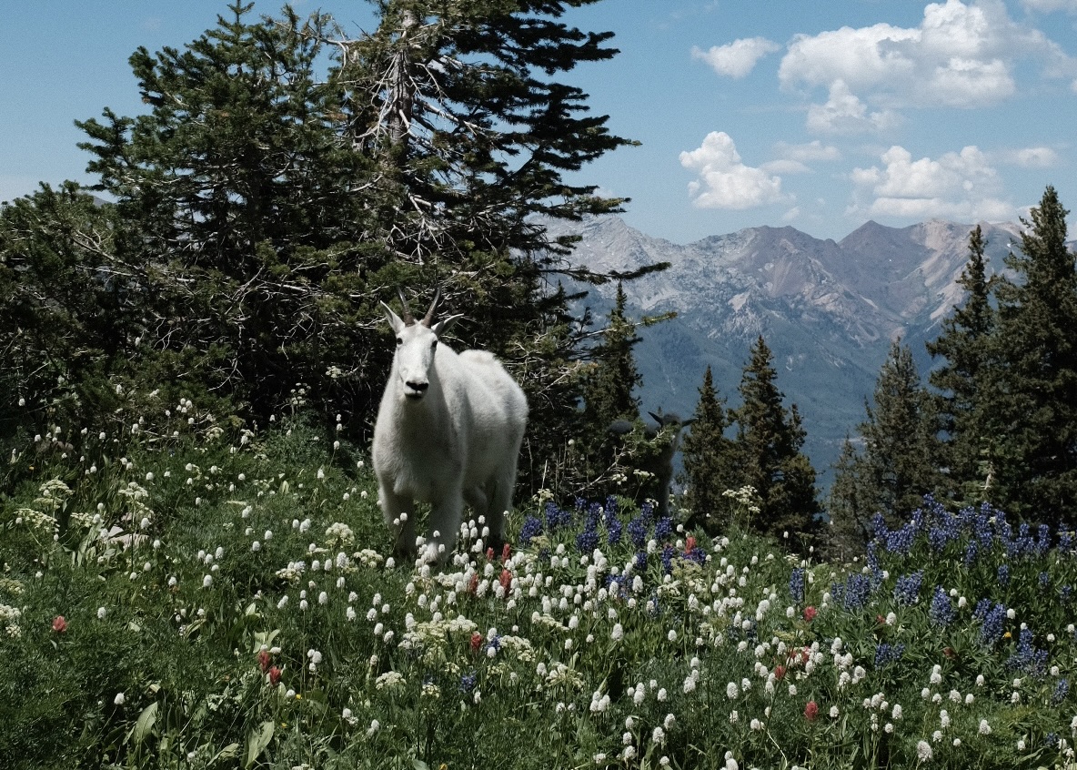 Wildlife