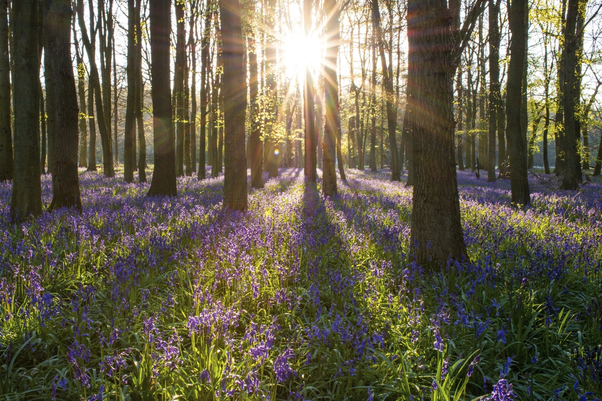 The Impact of Living in Nature on Children’s Development